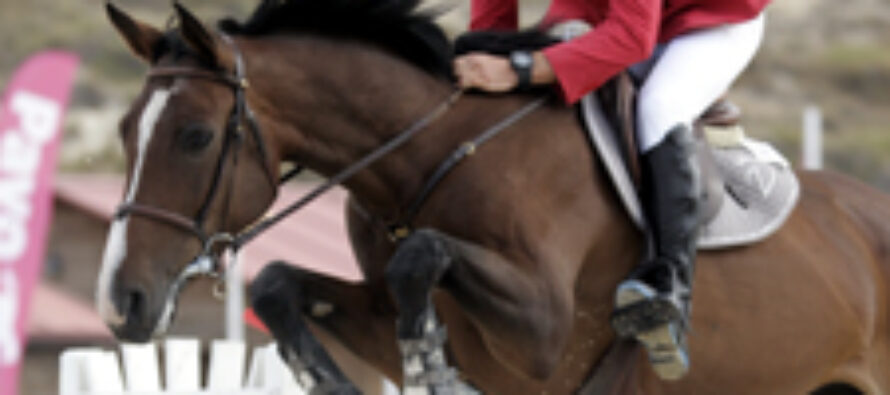 Cuarto concurso de caballos jóvenes en Segovia