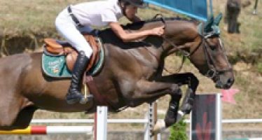 Concurso de caballos jóvenes en Luanco