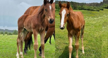 Dos potros nacidos en 2023 en LCDG Sport Horses