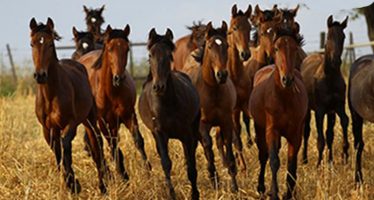 España es el tercer mayor criador de caballos de los 85 miembros de la WBFSH